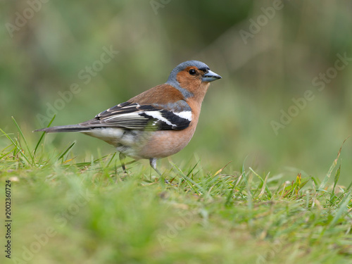Chaffinch, Fringilla coelebs