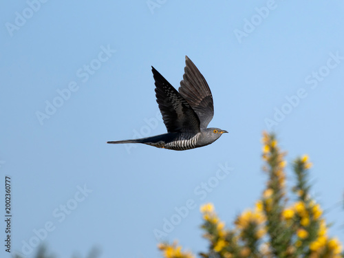 Obraz na płótnie Cuckoo, Cuculus canorus