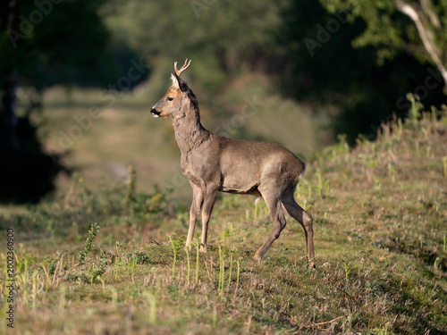 Foto Roe deer, Capreolus capreolus