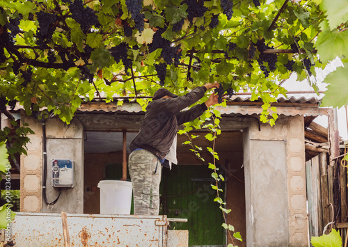 An elderly worker picks grapes from a gazebo in the courtyard.