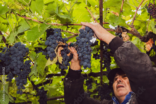 An elderly farmer cuts a bunch of grapes with pruning shears from an arbor.
