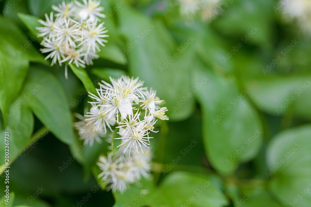 Fototapeta premium White clematis flower cluster on green climbing plant soft natural background delicate summer bloom in garden
