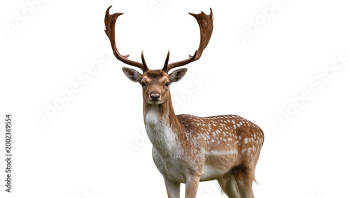 Schilderij op canvas Isolated Fallow Deer buck with impressive palmate antlers and spotted fur lookin