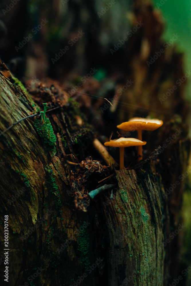 Obraz premium Macro shot of small orange mushrooms growing on a mossy, weathered tree stump in a dark forest. Moody and atmospheric nature photography with rich textures and deep green tones.