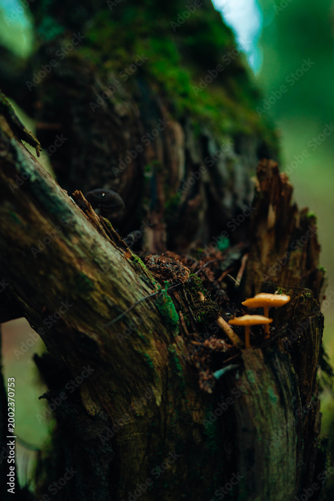 Obraz premium Macro shot of small orange mushrooms growing on a mossy, weathered tree stump in a dark forest. Moody and atmospheric nature photography with rich textures and deep green tones.