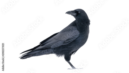Isolated black crow standing in profile, a smart wild bird with dark feathers looking left