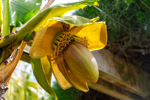 Banana flower blossom with emerging green fruit on tropical plant