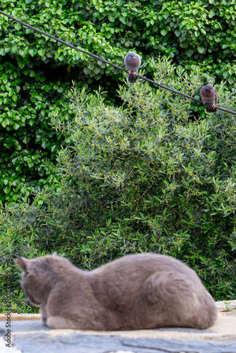 Gray cat watching pigeons on wire with lush green garden background