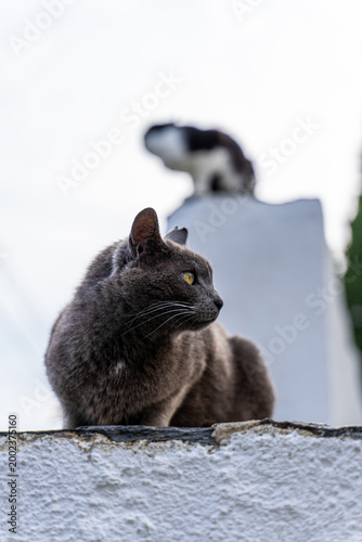 Gray cat sitting on stone wall with black and white cat in background