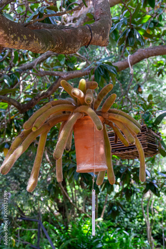 Hanging rat tail cactus in terracotta pot suspended from tree branch