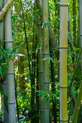 Fresh green bamboo forest with tall stalks and lush foliage