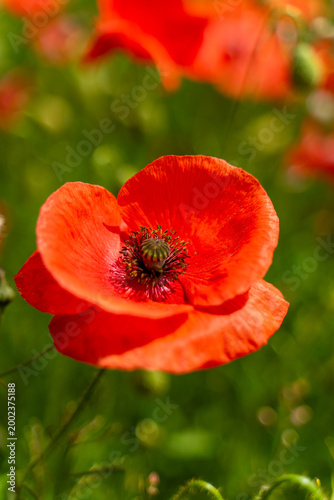 Red poppy flower in summer field with soft green bokeh background