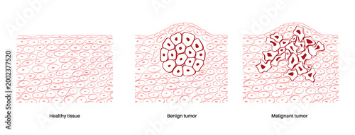 Cells structure sketch