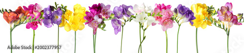 Colorful beautiful freesia flowers on transparent background