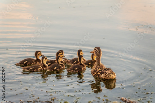 A family of ducks, a duck and its little ducklings are swimming in the water. The duck takes care of its newborn ducklings. Mallard, lat. Anas platyrhynchos