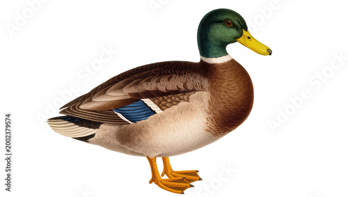 Принти на полотні Isolated vibrant male mallard duck, a common wild bird, showcasing its beautiful plumage