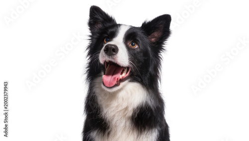 Isolated happy black and white Border Collie dog portrait, panting and looking up