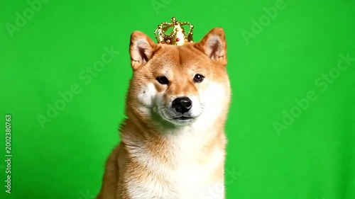A cute Shiba Inu dog wearing a small golden crown against a vibrant green screen background, looking directly at the viewer.