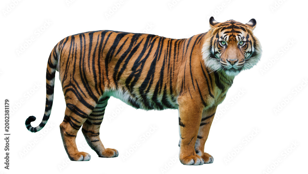 Obraz premium Isolated majestic tiger standing, full body profile of powerful big cat looking at camera