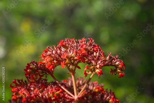 Red colored blossom of Air plant or Ajooba (Kalanchoe pinnata) in bloom. Lush red Kalanchoe flowers growing.