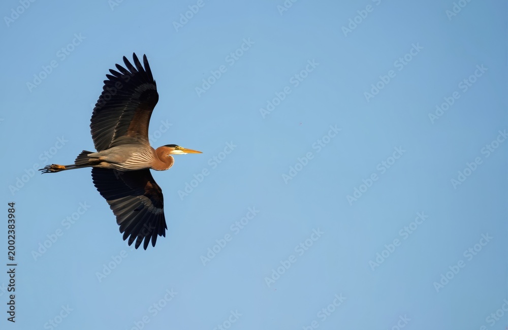 Naklejka premium Purple heron with wings spread flies through a clear blue sky. Bird body shows reddish-brown feathers and long yellow beak. The wildlife is captured in motion against an empty background.