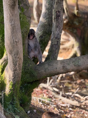 Photography monkey in tree