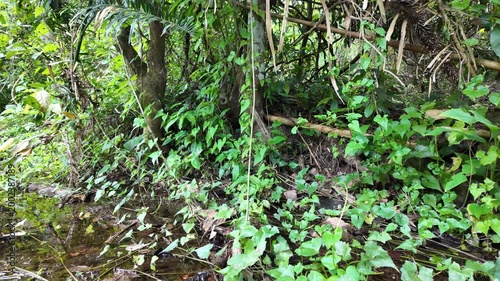 Forest trails in the tropical rainforest. Saraburi Province, Thailand.