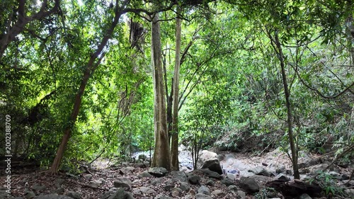 Forest trails in the tropical rainforest. Saraburi Province, Thailand.