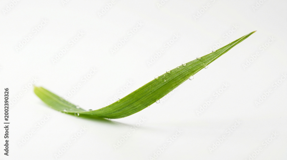 Fototapeta premium fresh green blade of grass