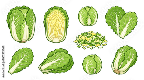 Set of napa greens vector illustrations with whole leaves and chopped pieces