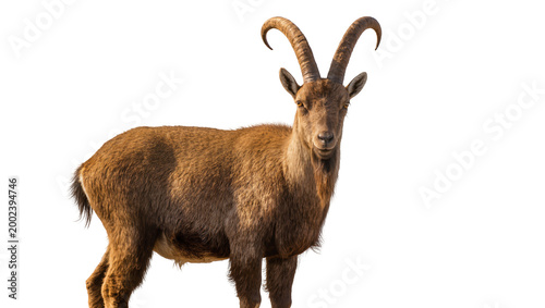 Tableau sur toile Isolated powerful wild Alpine ibex goat with majestic curved horns, looking forw