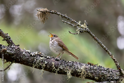 Fotografie Side view of hermit thrush Catharus guttatus with open beak singing while perche