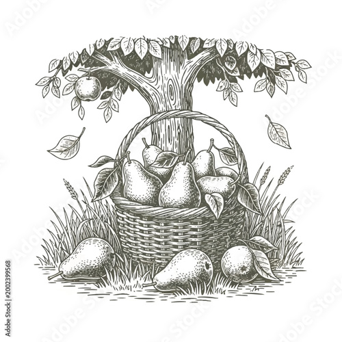 Pears in a wicker basket outdoors.