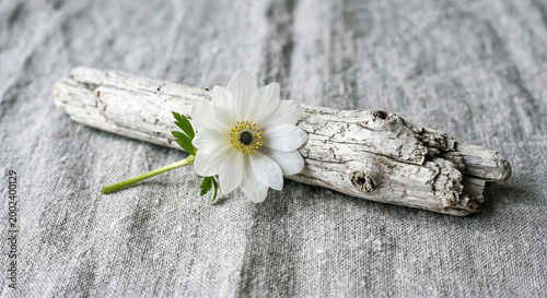 Beautiful Flowers 