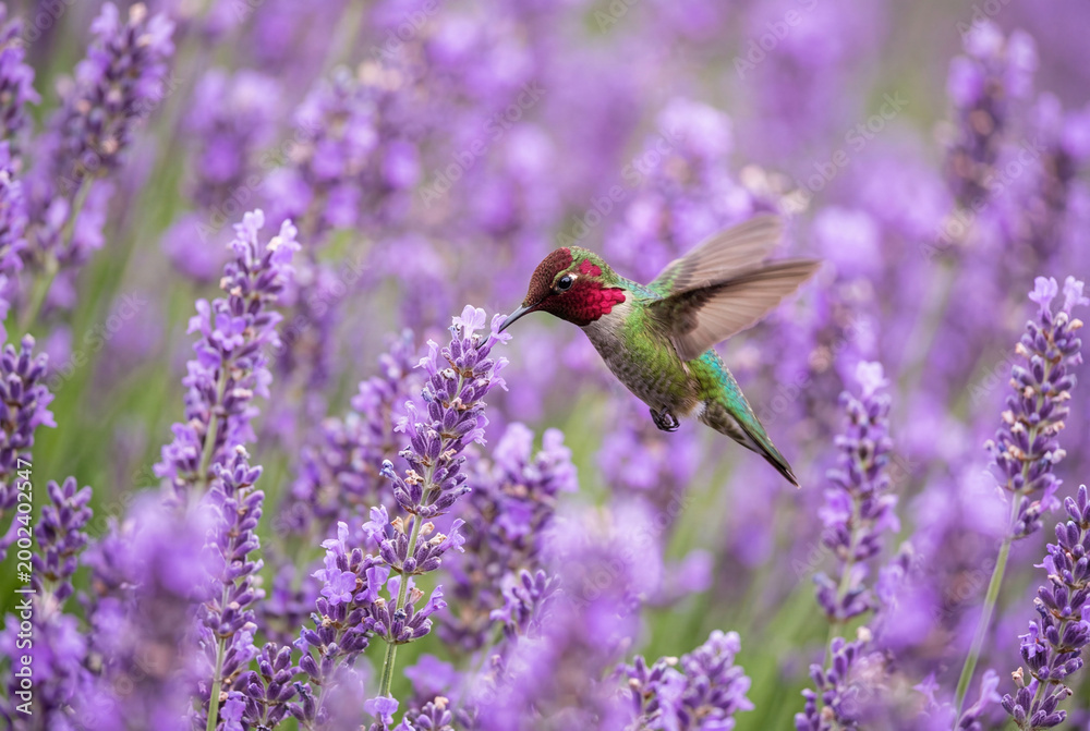 Fototapeta premium Small hummingbird with red head feathers flying near blooming purple lavender flowers