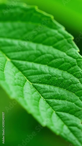 Organic Macro Undulation Explore the subtle, rhythmic movements within a highly magnified botanical form, emphasizing its natural, flowing curves.