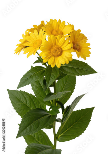 Vibrant Yellow Sunflowers with Green Leaves isolated on transparent background isolated on transparent background