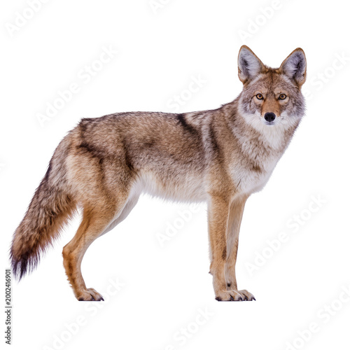 Photos Isolated coyote standing alertly, a wild North American canine with beautiful fu