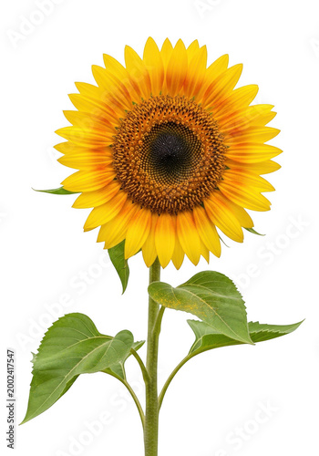 Bright and vibrant sunflower with green leaves isolated on transparent background isolated on transparent background