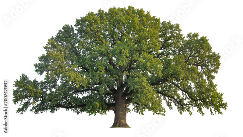 Photography Isolated large ancient oak tree with dense green canopy and powerful sprawling b