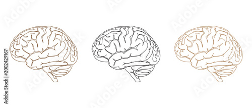 Brain illustration collection with neuroscience concept