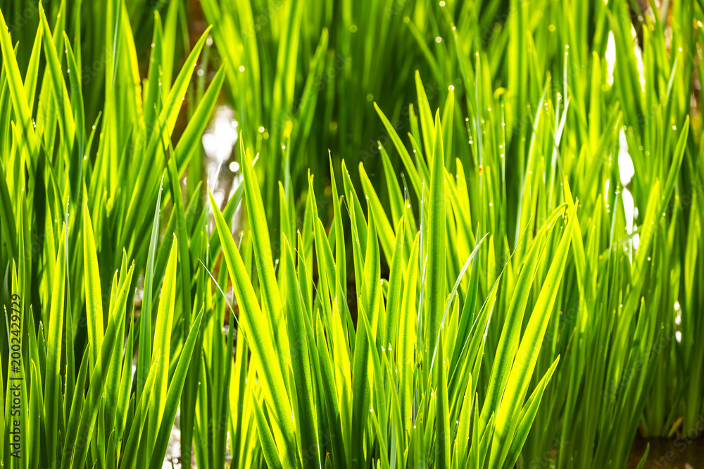 Obraz premium Backlit Emerald Spring Grass Close Up
