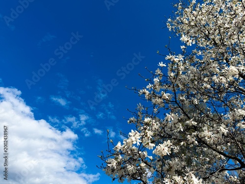 Blooming white magnolia branches against blue sky with copy space