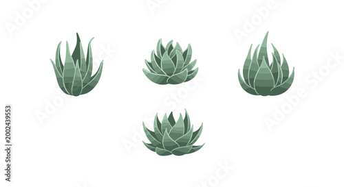Set of four realistic green agave succulent plants isolated on white background.