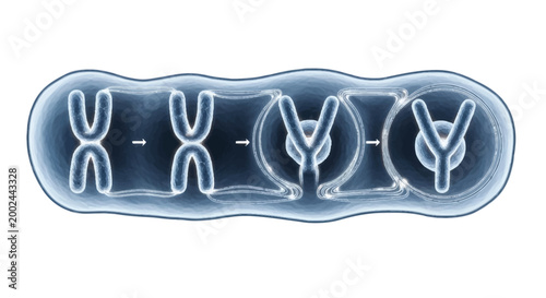 Abstract representation of paired chromosomes in a genetic or scientific context with cell division chromosome segregation daughter cells genetics