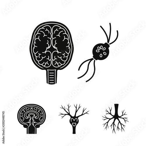 Brain Anatomy and Neural Network Icons: Science and Medicine