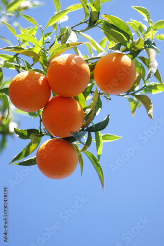 Ripe oranges hanging on branches on orange tree