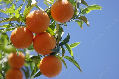 Ripe oranges hanging on branches on orange tree