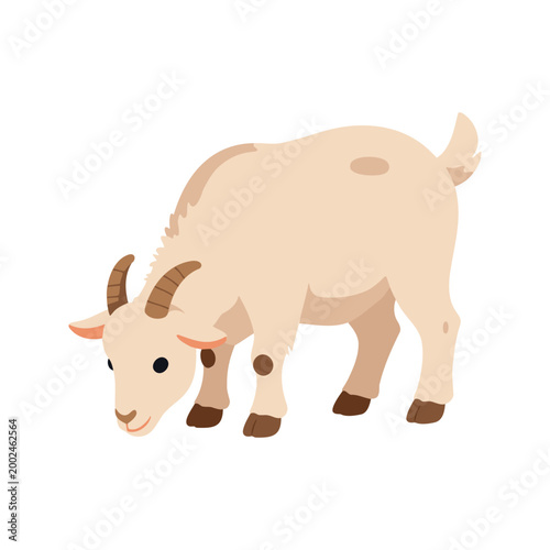 Goat with beige and brown fur is foraging for food