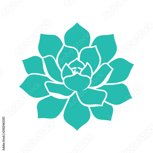 Succulent flowers are drought-resistant plants that store water in their leaves, stems, and roots in arid climates or soil conditions.